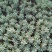 多肉植物不含盆
