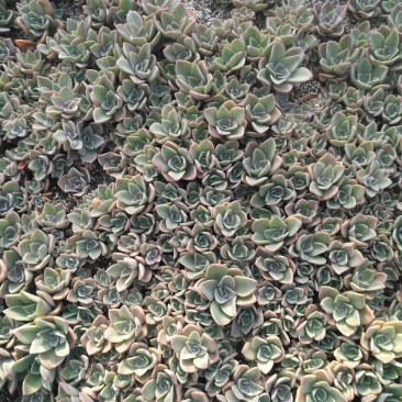 多肉植物不含盆