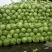 甘兰、包菜，圆包菜，大量上市，欢迎新老顾客选购