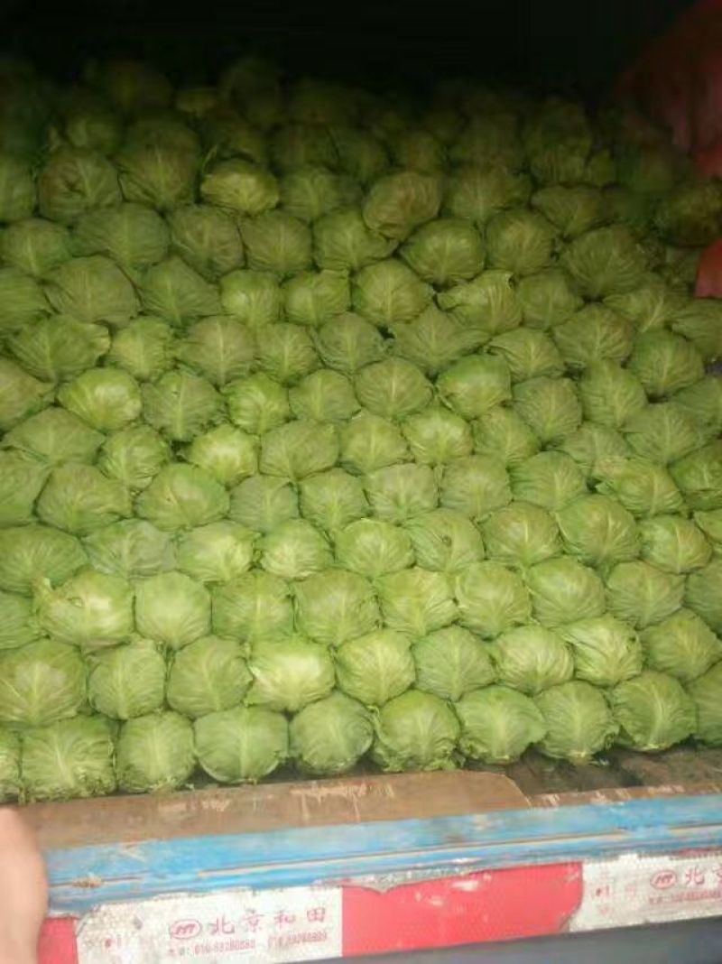 甘兰、包菜，圆包菜，大量上市，欢迎新老顾客选购