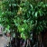 荔枝苗妃子笑荔枝80~100cm