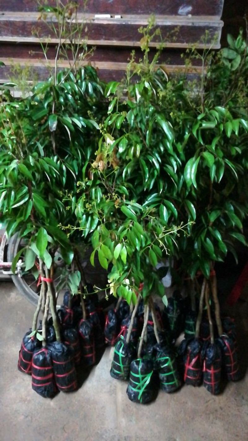 荔枝苗妃子笑荔枝80~100cm