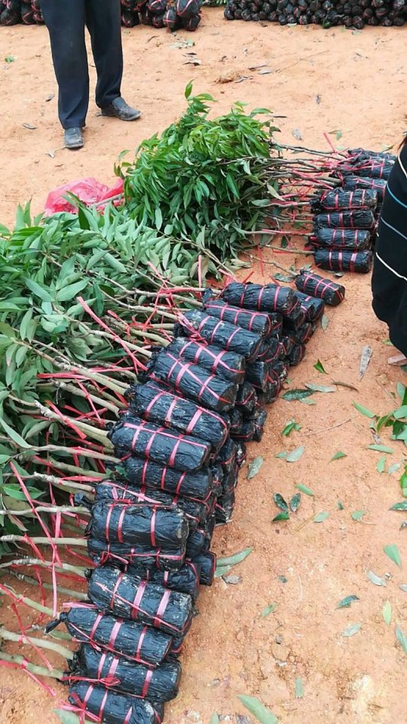 荔枝苗妃子笑荔枝80~100cm