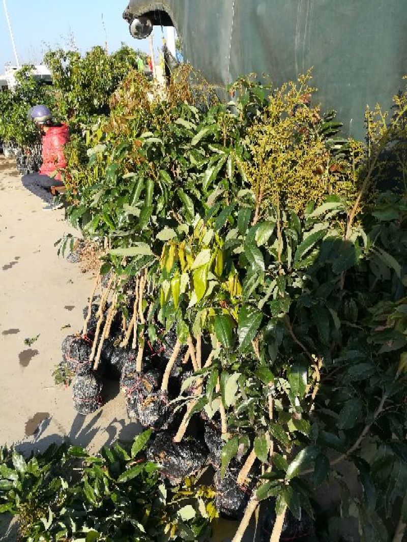 荔枝苗妃子笑荔枝80~100cm
