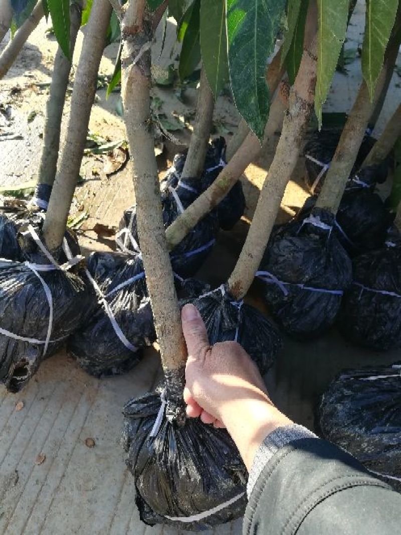 荔枝苗妃子笑荔枝80~100cm
