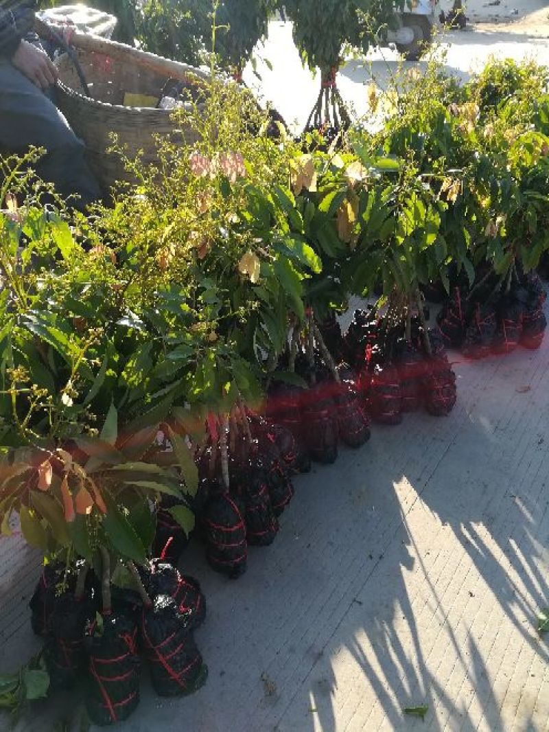荔枝苗妃子笑荔枝80~100cm