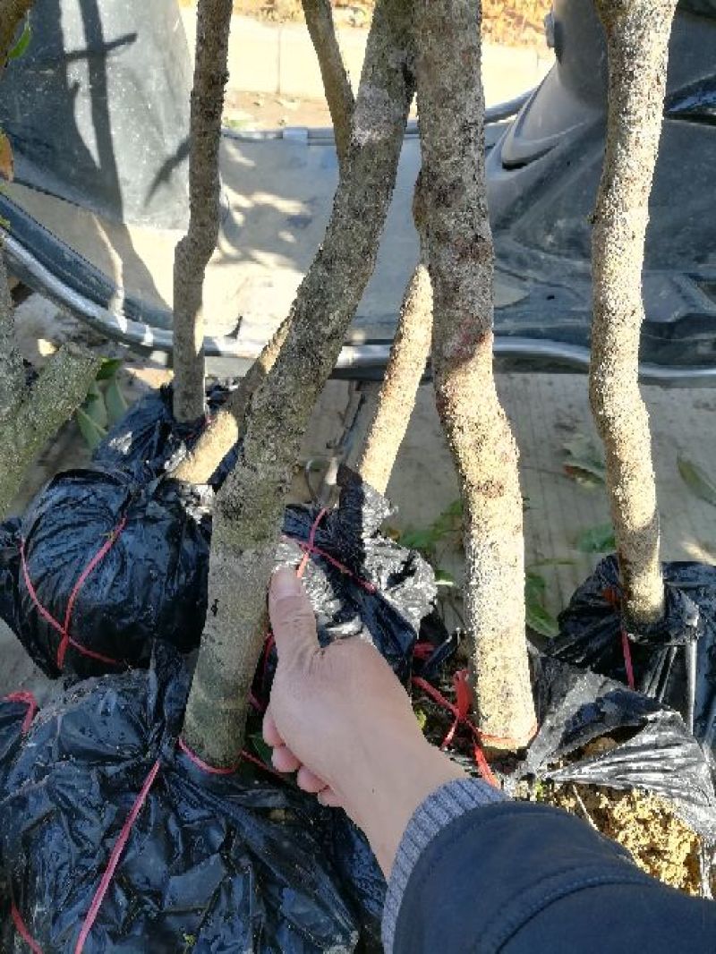 荔枝苗妃子笑荔枝80~100cm