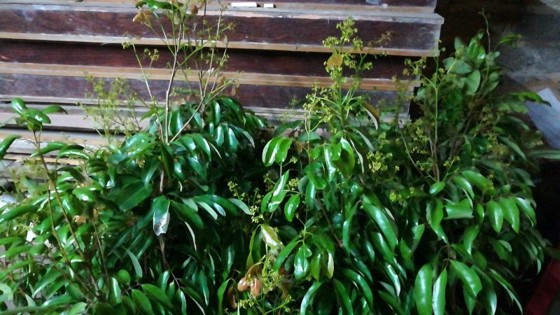 荔枝苗妃子笑荔枝80~100cm