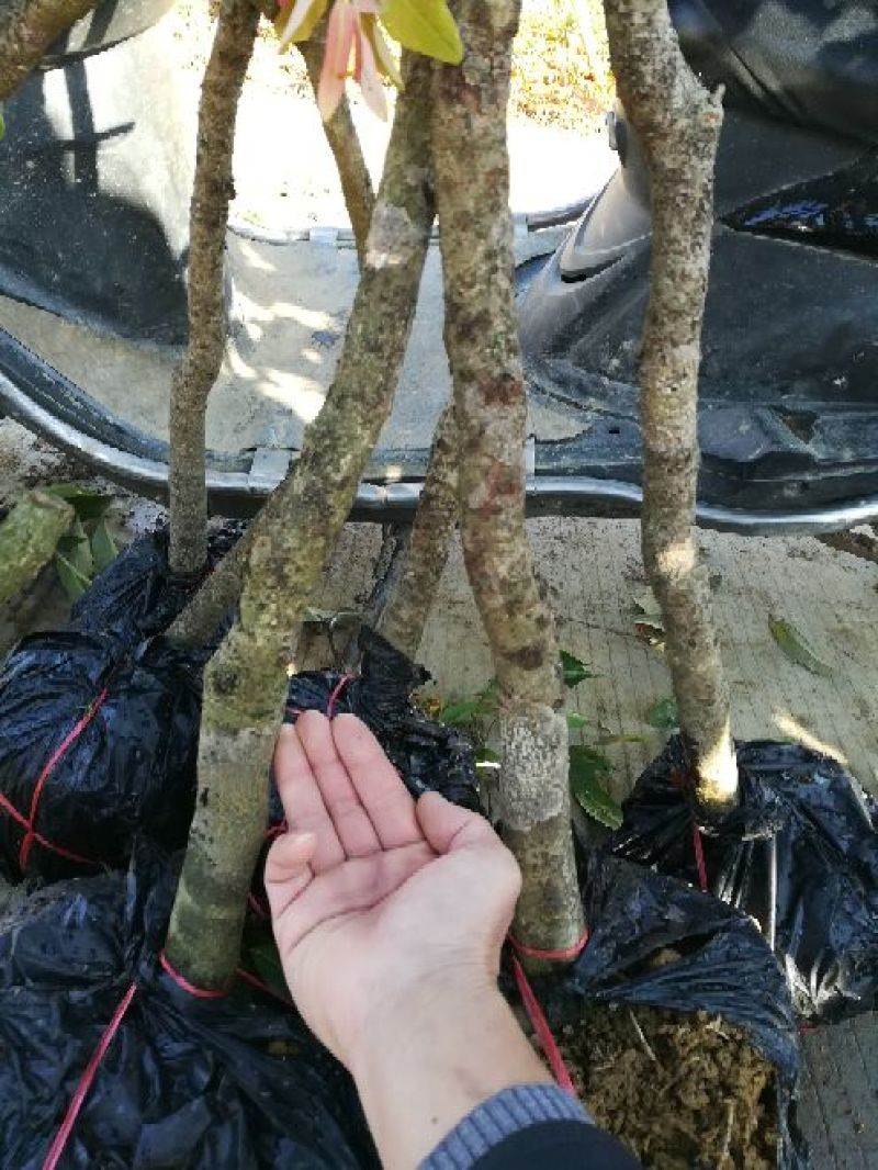 荔枝苗妃子笑荔枝80~100cm