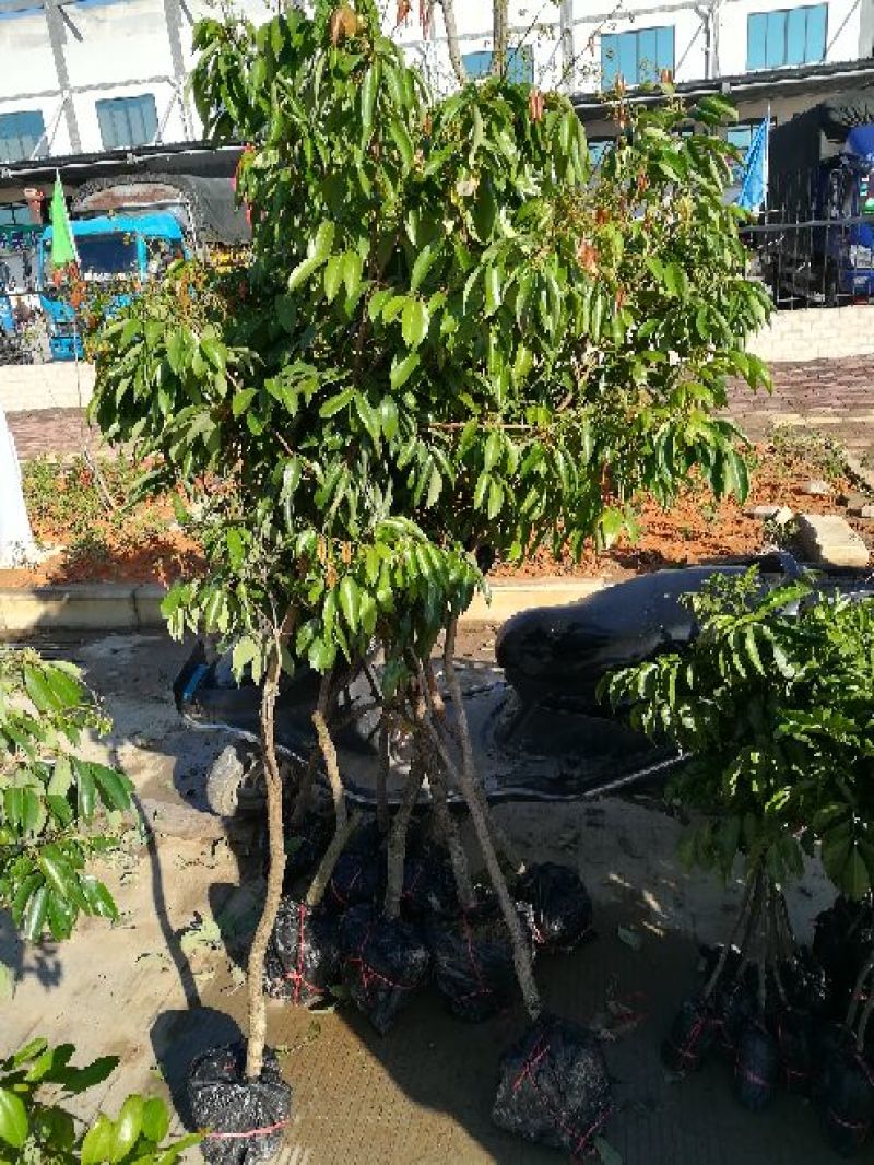 荔枝苗妃子笑荔枝80~100cm