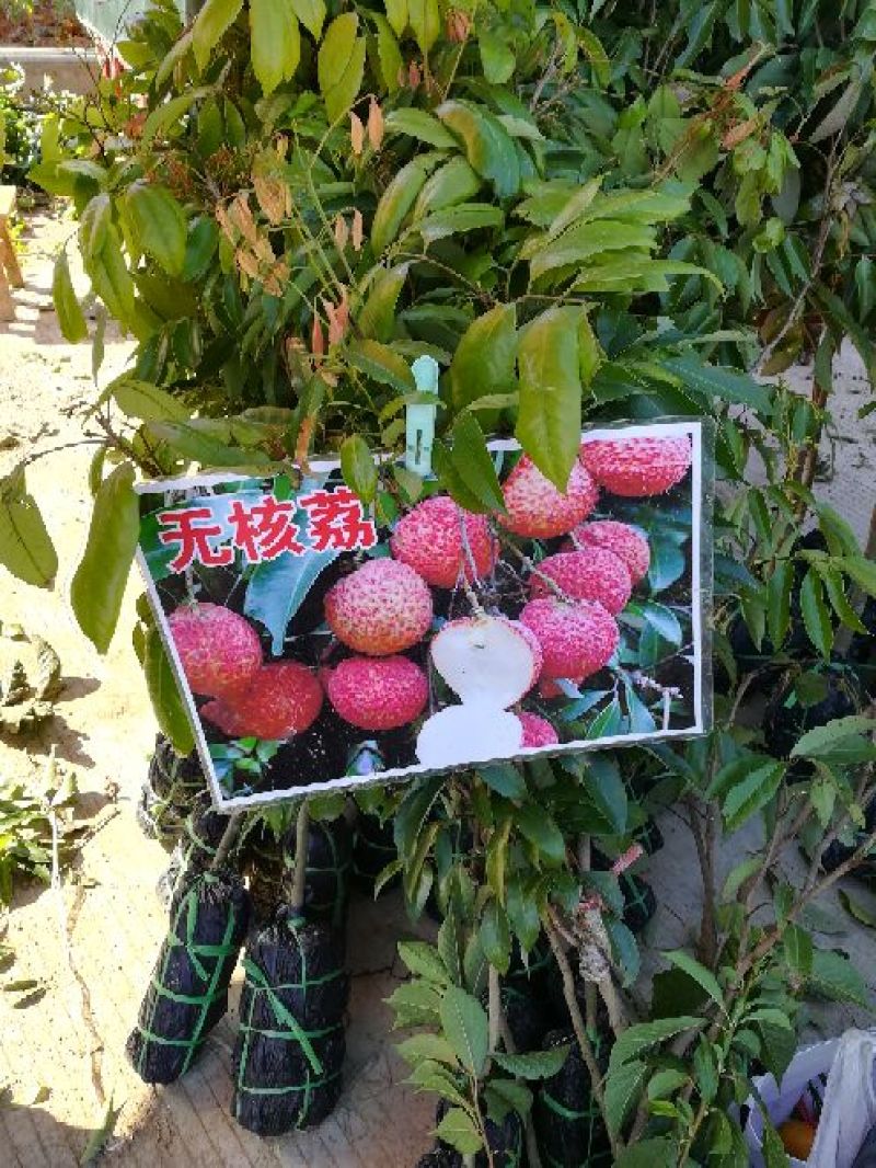 荔枝苗妃子笑荔枝80~100cm