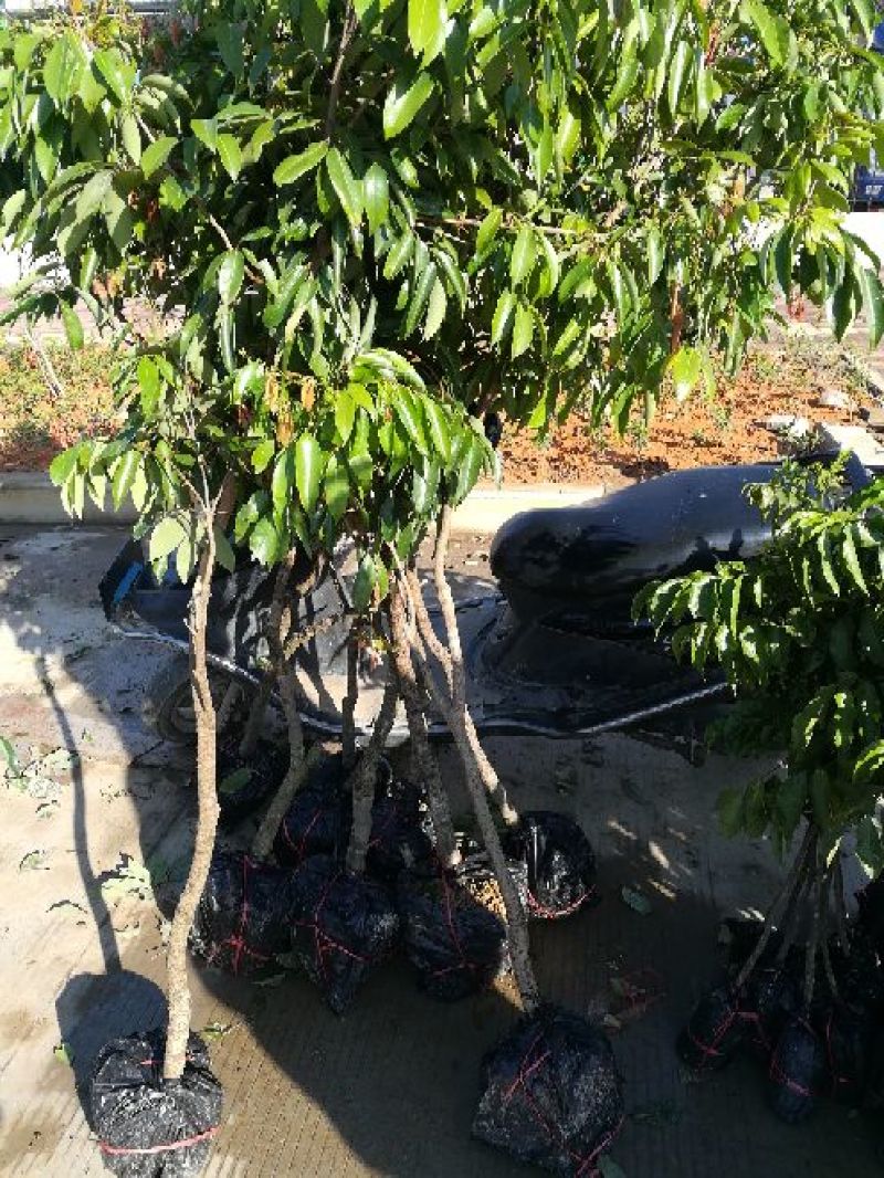 荔枝苗妃子笑荔枝80~100cm