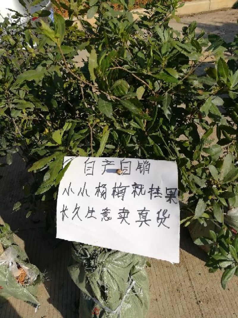 东魁杨梅苗，大红梅，大白梅20~30cm