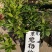 东魁杨梅苗，大红梅，大白梅20~30cm