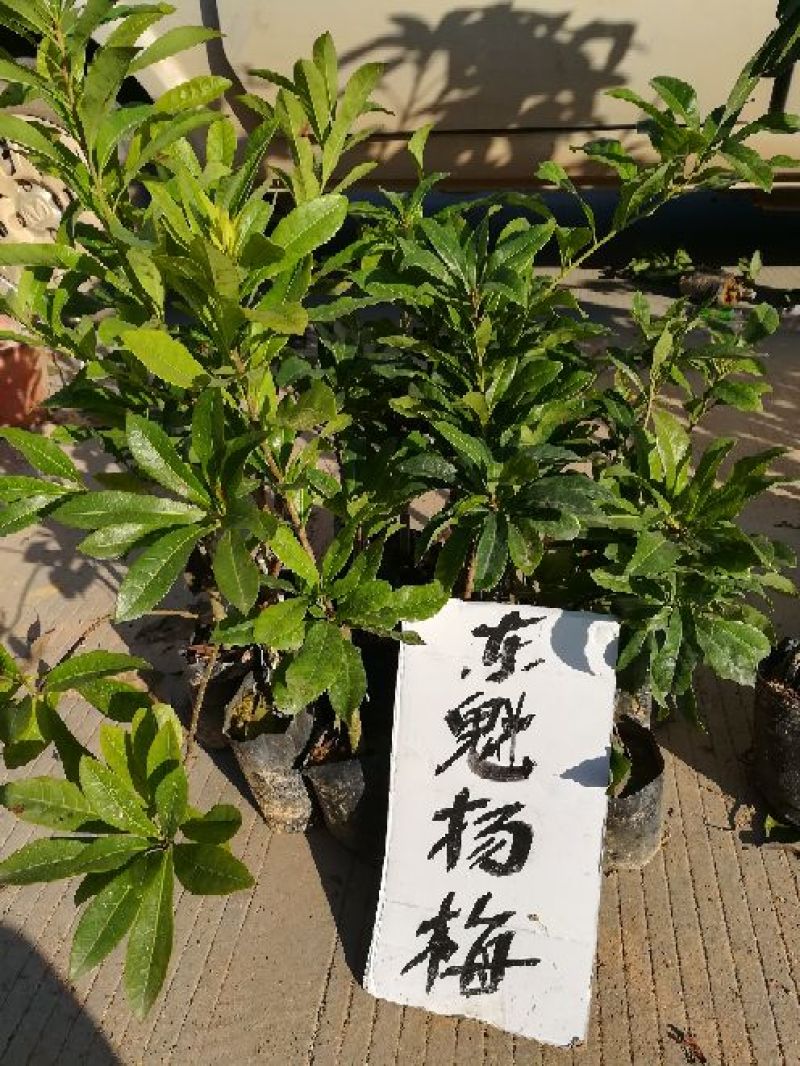 东魁杨梅苗，大红梅，大白梅20~30cm