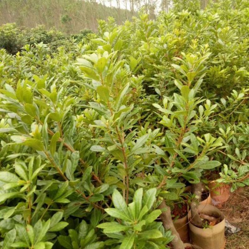 东魁杨梅苗，大红梅，大白梅20~30cm