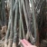 大红袍板栗苗50~80cm