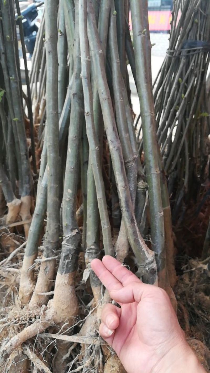 大红袍板栗苗50~80cm