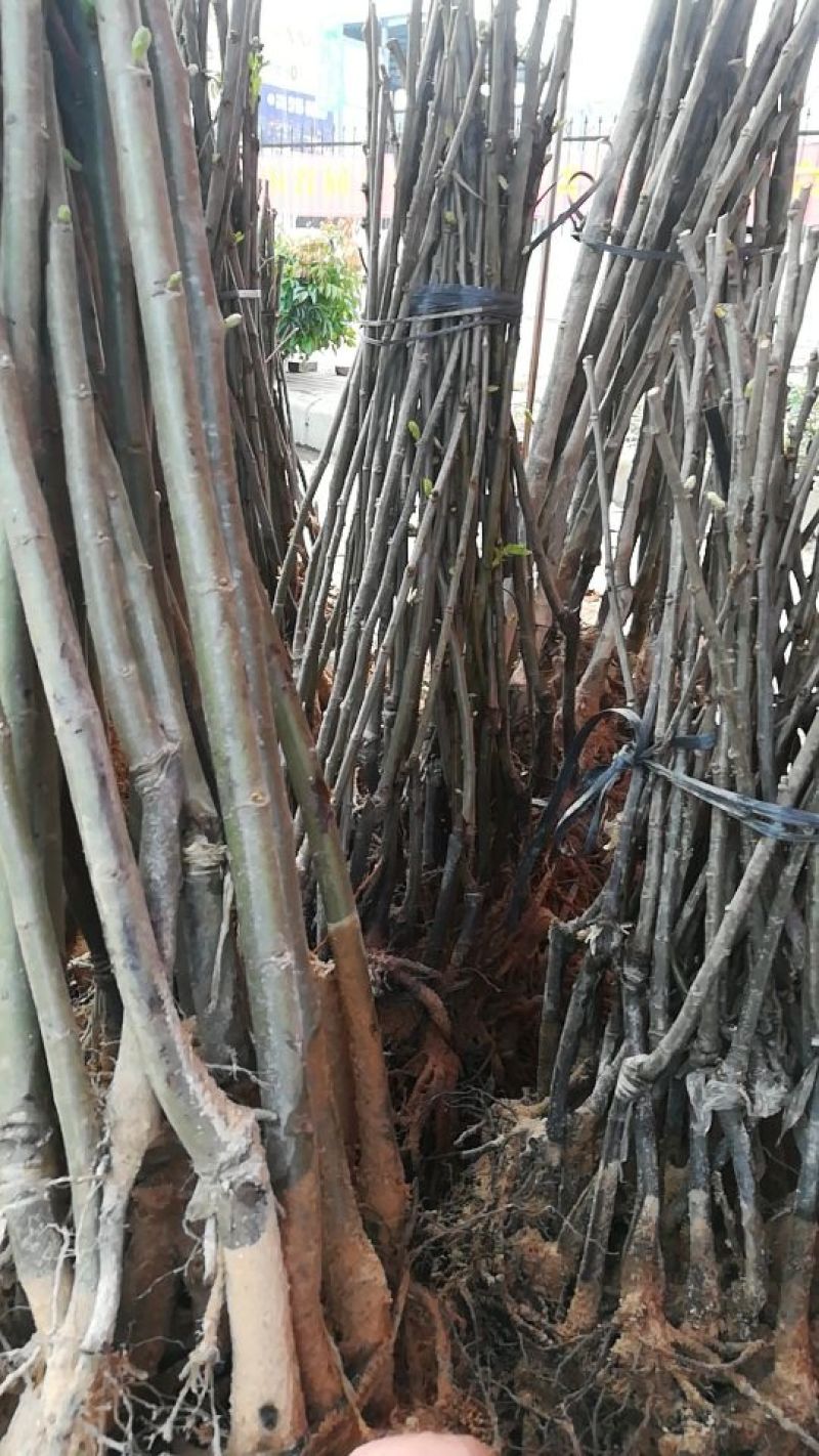 大红袍板栗苗50~80cm