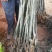 大红袍板栗苗50~80cm