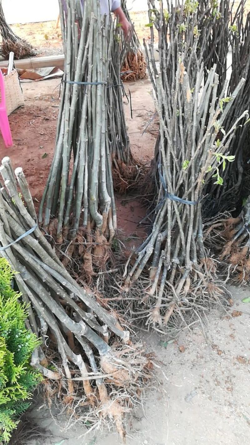 大红袍板栗苗50~80cm