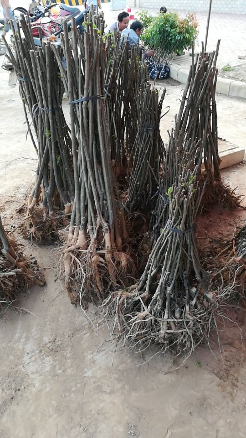 大红袍板栗苗50~80cm