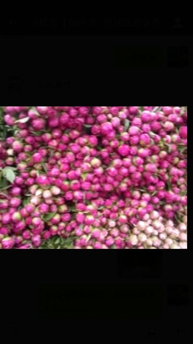 芍药2cm以下0.5米以下