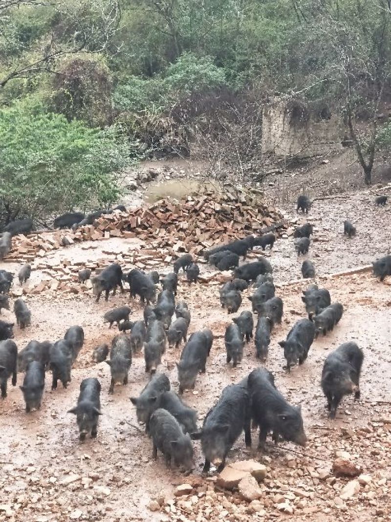 纯种藏香猪苗小猪仔幼崽散养种公猪怀孕母猪阉割公猪包活