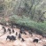 纯种藏香猪苗小猪仔幼崽散养种公猪怀孕母猪阉割公猪包活