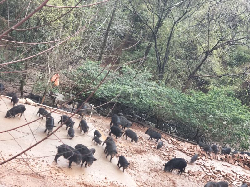 纯种藏香猪苗小猪仔幼崽散养种公猪怀孕母猪阉割公猪包活