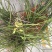 兰花裸根不带土