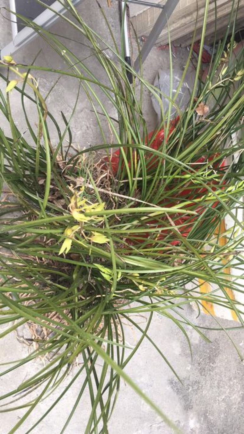 兰花裸根不带土
