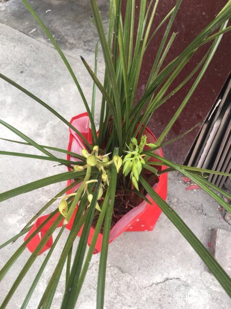 兰花裸根不带土