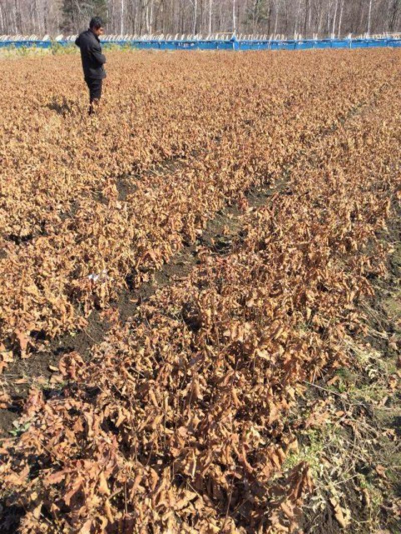 栎树蒙古栎树10~20cm产地直销量大从优