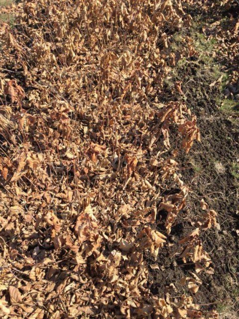 栎树蒙古栎树10~20cm产地直销量大从优