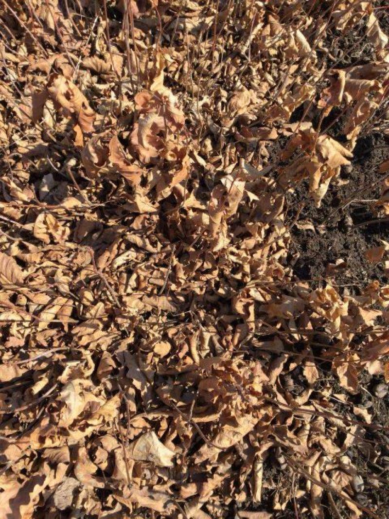 栎树蒙古栎树10~20cm产地直销量大从优