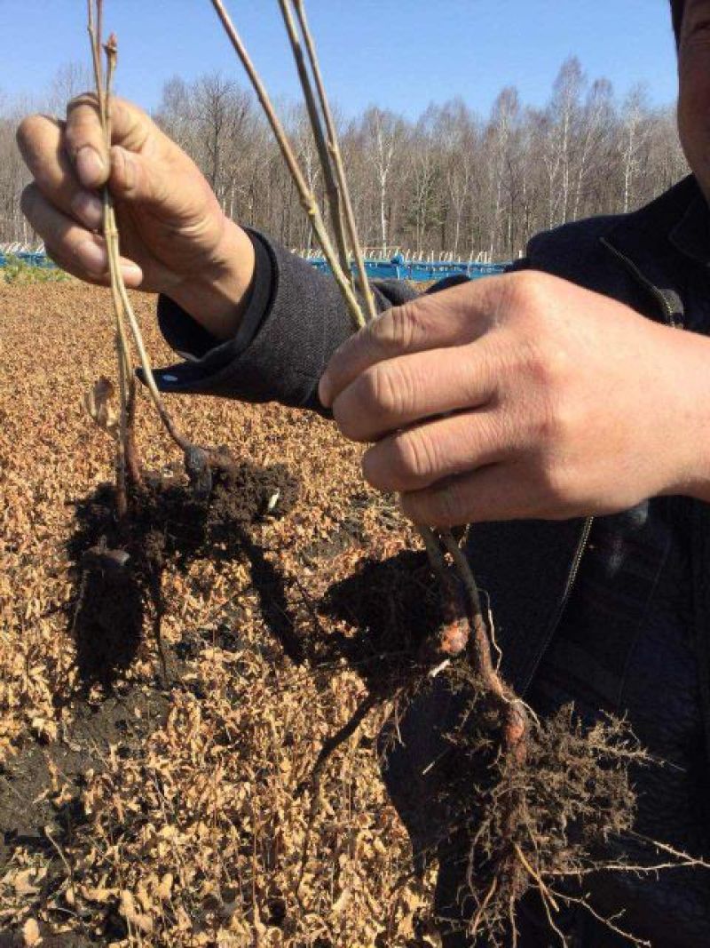 栎树蒙古栎树10~20cm产地直销量大从优