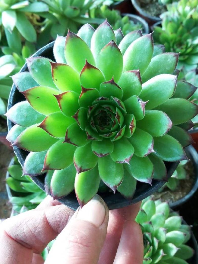 多肉植物