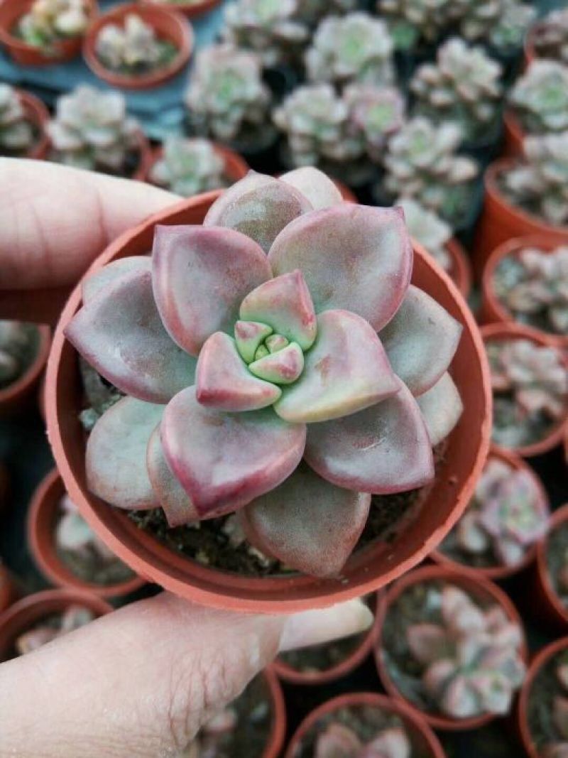 多肉植物