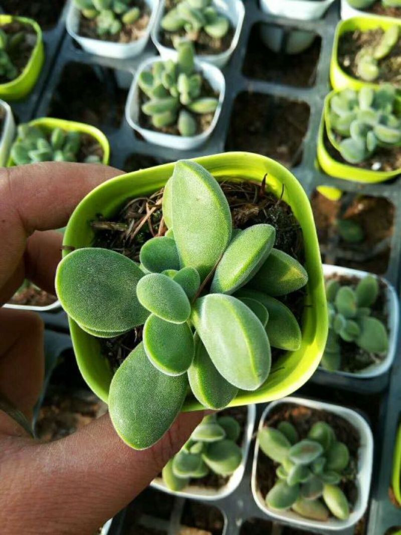 多肉植物