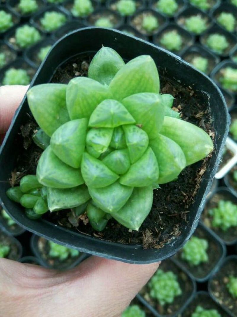 多肉植物