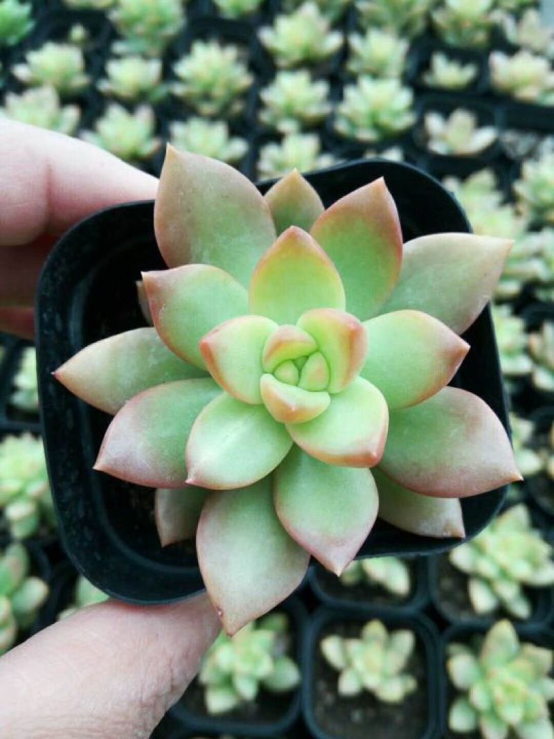 多肉植物