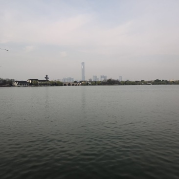 鲫鱼鱼苗
