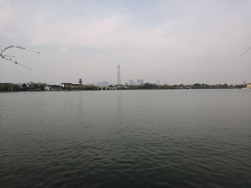 鲫鱼鱼苗