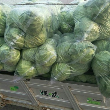 我处甘蓝产地直销，质量过硬，量大从优，合作共赢