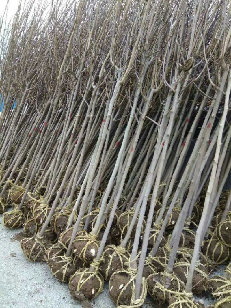 白玉兰3公分6公分7公分8公分9公分10公分