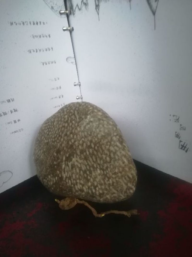 毛石古生物化石