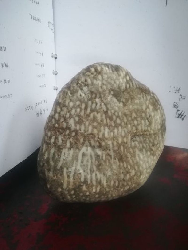 毛石古生物化石