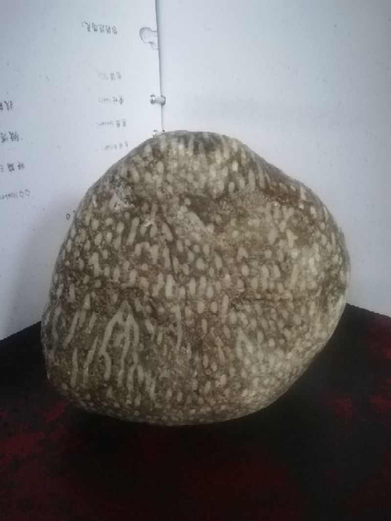 毛石古生物化石