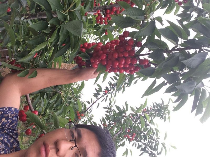 樱桃红灯美早黄蜜拉宾斯大樱桃批发